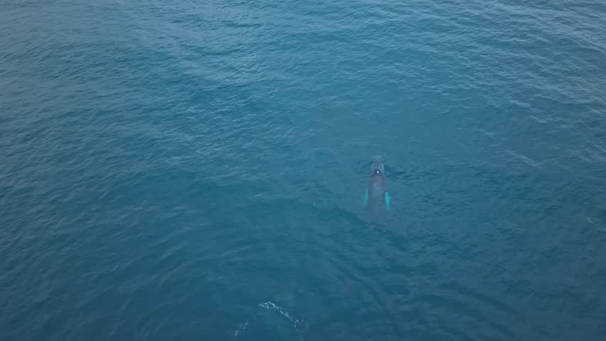 Cinematic drone footage starting with a single whale surfacing to breathe, then diving, as five more whales emerge and surface together in a calm ocean scene.