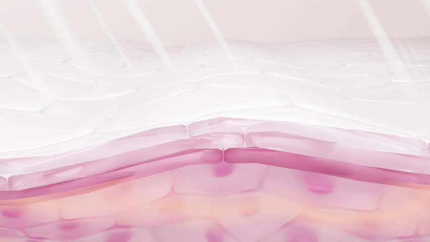 UV radiation penetrating skin layers to stimulate melanin production and melasma in cells. Science explainer for dermatology. 3D animation.