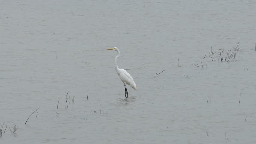 An egret bird is staying on water at the rice field, looking to hunting some fish in the water. Animal living in nature scene.