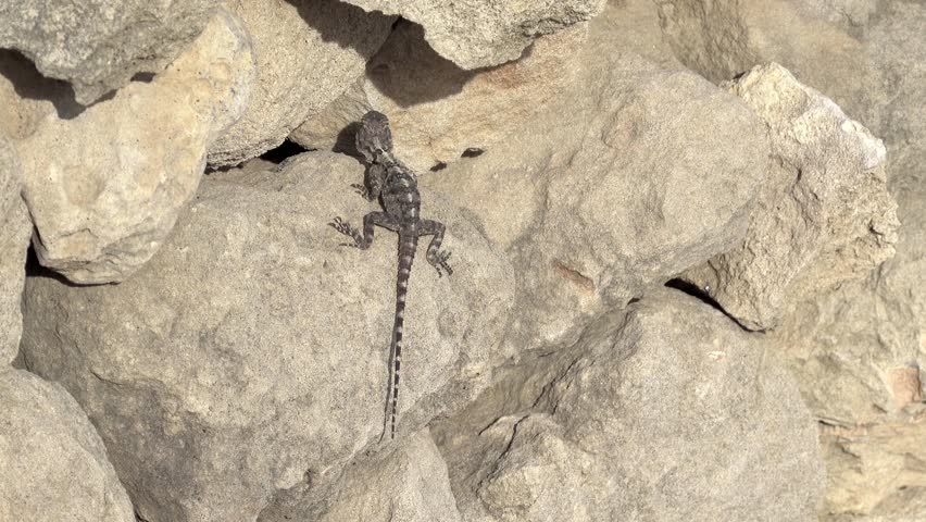 Brown anole lizard (anolis sagrei) on stones