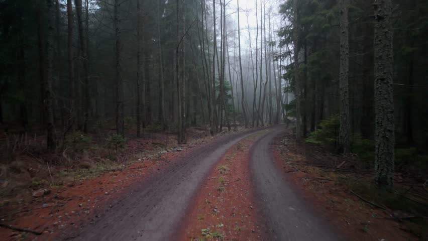 Dense conifer forest covered in mist. A narrow path leads through a dark autumn landscape filled with silence and mystery.