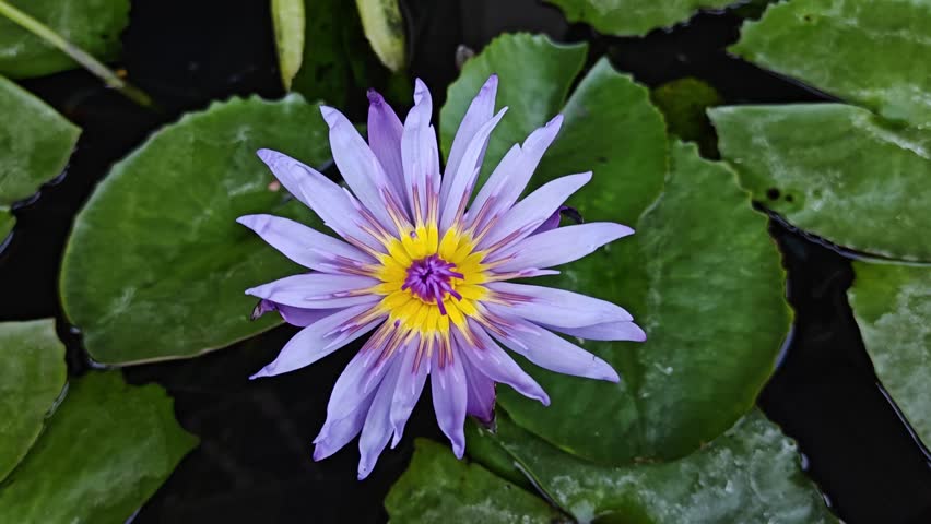 Purple lotus flowers bloom profusely, their many layers of petals floating gracefully in the tranquil pond.