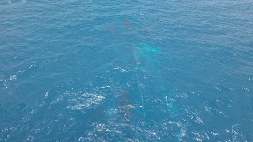 Epic close-up drone footage begins with whales surfacing, one leaving a long trail of bubbles behind it. Multiple whales then surface and breathe together, showcasing their massive size and power.
