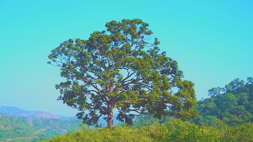 beautyful tree and green leaf beautiful tree, standing alone in our schedule evening.MP4