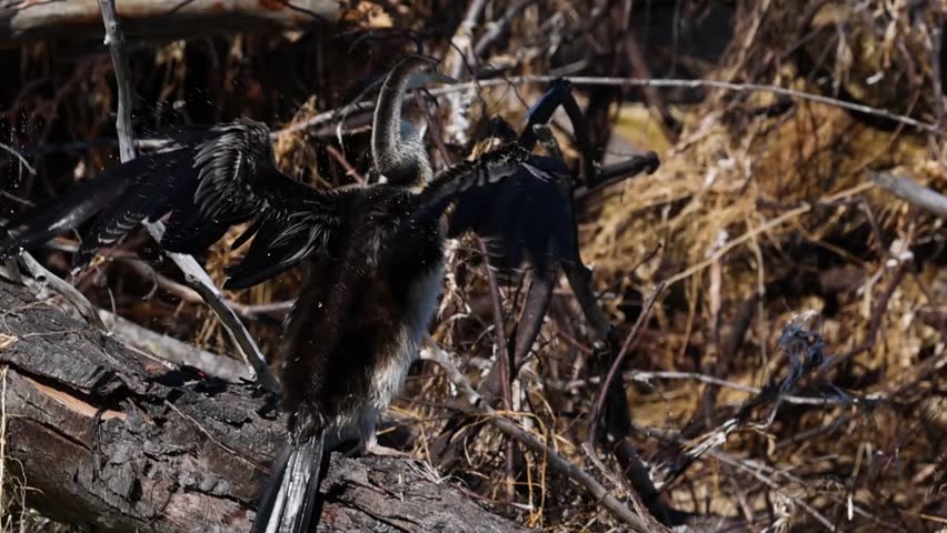 A wild anhinga displays its large wingspan while perched on a fallen log in nature.