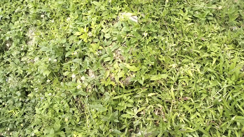 Wild green grass in a meadow on a sunny day. The grass sways in the gentle breeze. A beautiful summer scene.