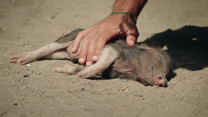 Hand gently stroking sleeping piglet lying on sandy beach in sunlight on Pig Island Koh Madsum Thailand, calm tropical animal scene during island excursion. High quality 4k footage