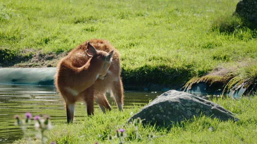 Brown antelope standing near a small water pond on green grass, calm wildlife scene with natural light, soft background and peaceful outdoor atmosphere. High quality 4k footage