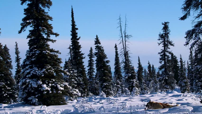 Iditarod dog team crossing the snowy landscape