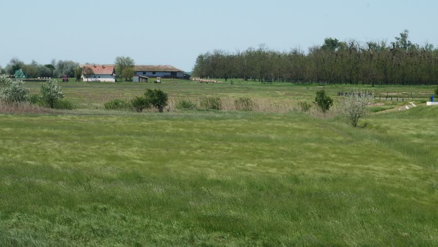 Tall grass moving in the wind with a farm in the background. Hortobagy national park, Hungary.