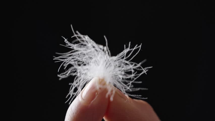 closeup of hand holding a down feather isolated on black background