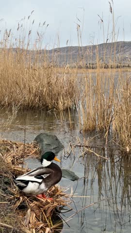 A calm mallard duck stands on a reed-covered shore beside still water, surrounded by tall dry grasses and reflections