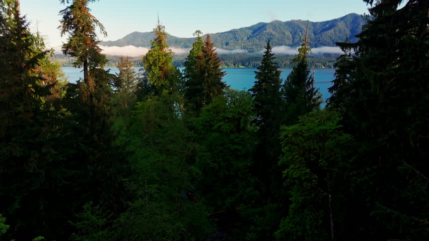Aerial drone view of Lake Quinault in Olympic National Park, Washington, showing calm waters, dense rainforest, and mountain scenery. Ideal for nature, travel, and landscape footage