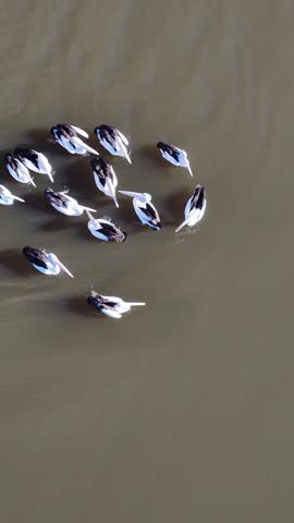 Overhead vertical footage of a group of pelicans swimming together on a muddy lake.