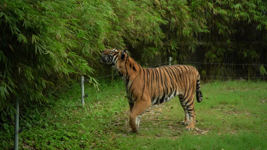 A Bengal tiger in a zoo enclosure among green plants