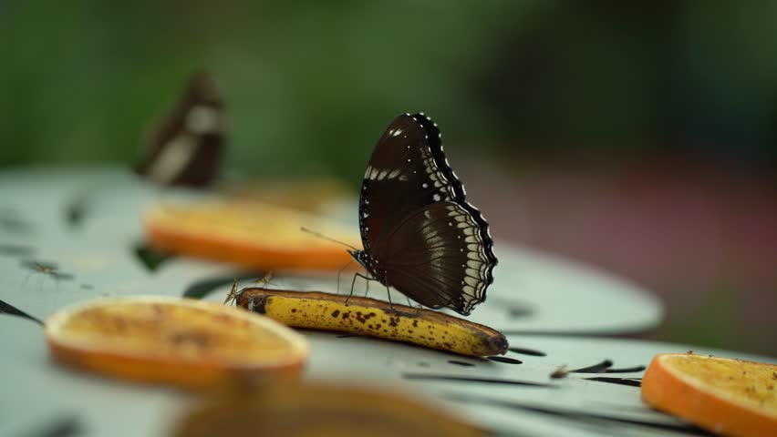 A close-up of a butterfly sitting and flapping its wings on fruit