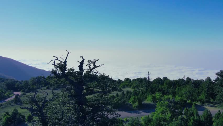 Aerial View of Ancient Trees Overlooking a Sea of Clouds in High Mountains