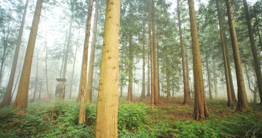 Pan shot of dense fog in a forest late autumn. Ultra wide angle, thick fog, real time video, no people