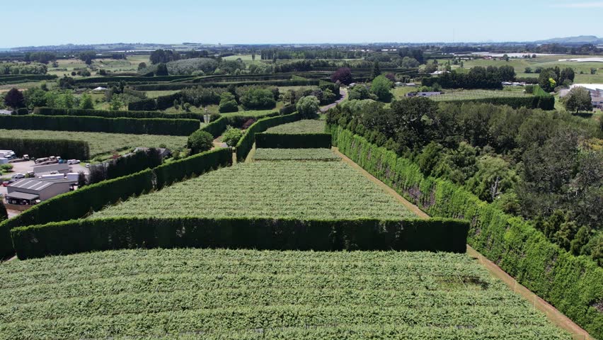 Kiwi orchard blocks bordered by hedges and access roads, aerial angled dolly, establishing backdrop