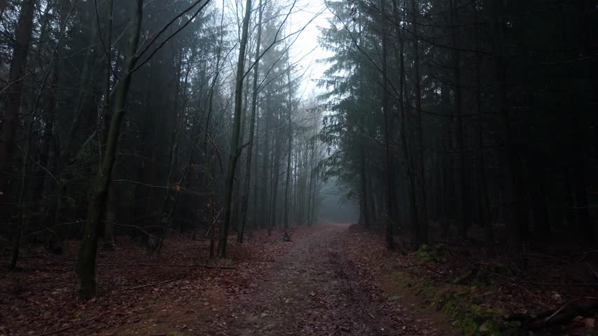 An empty trail winds through a dark foggy forest. Tall evergreen trees create a haunting autumn mood with complete solitude.