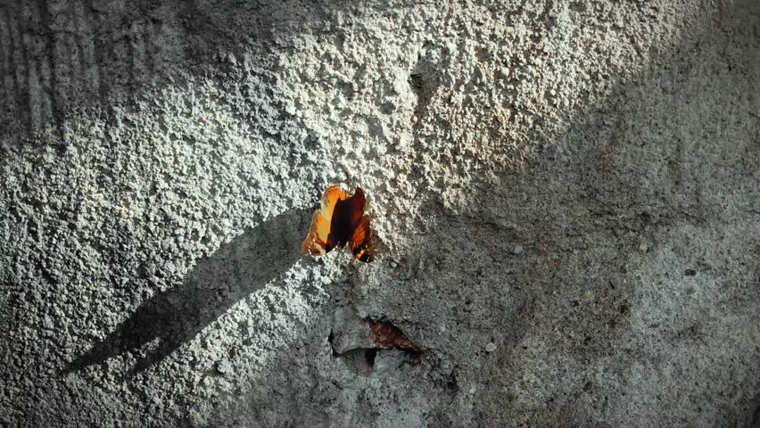 A brightly colored butterfly flapping its wings and bathed in sunlight.
