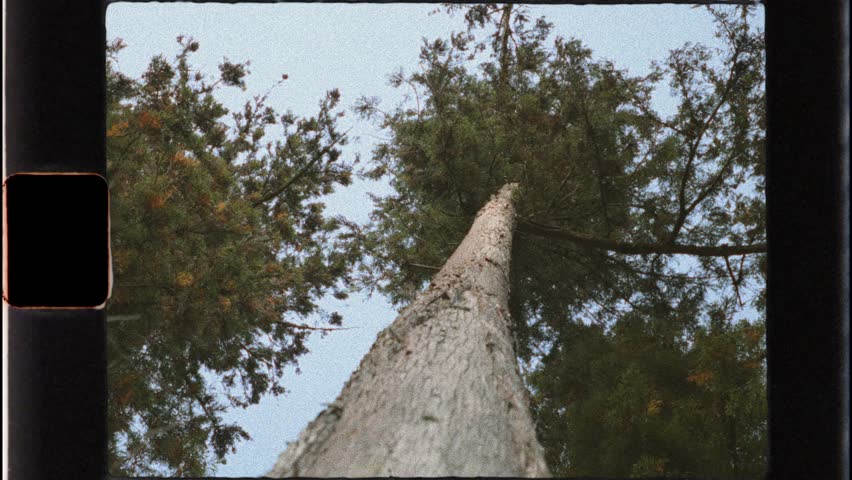 Low angle view of a tall tree trunk in a forest