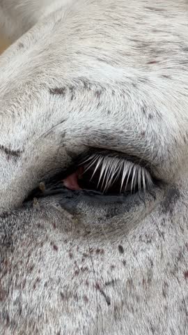 Extreme close up shot of a white horse