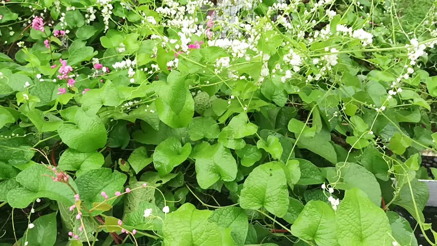 Vibrant Mexican Creeper flowers and lush green leaves swaying in a gentle breeze. Beautiful blooming Antigonon leptopus vines in a sunny garden, natural botanical background