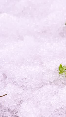 Snow Melting in Spring Meadow, Nature Awakening and Season Change Timelapse