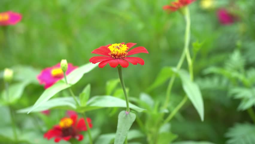 Bright red zinnia flowers with yellow centers sway in the gentle breeze. The lush green garden backdrop adds a fresh, natural feel and a sense of summer vitality.