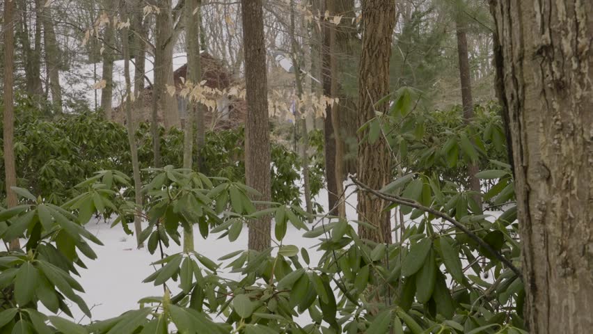 Winter Greenery - lush leaves and moss growing through the cold.