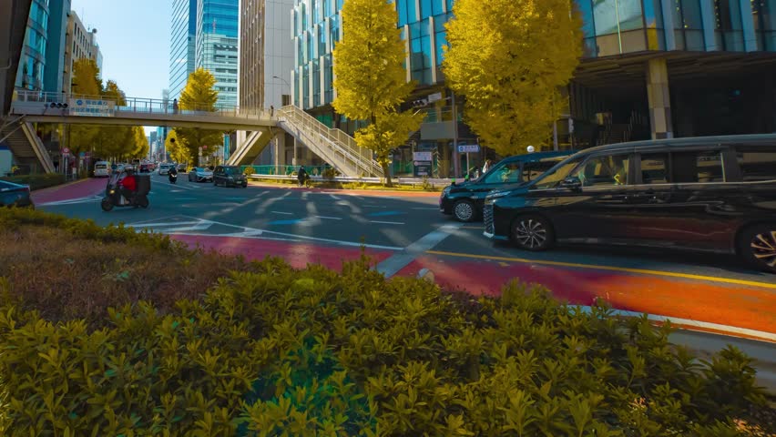 A timelapse of traffic jam at the yellow gingko city street in autumn wide shot