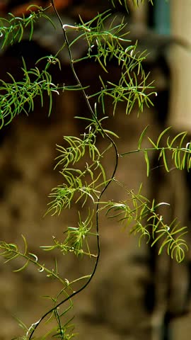 A close-up shot of green Asparagus Fern leaves (Asparagus setaceus) with fresh water droplets after rain, swaying gently on a blurred natural background.