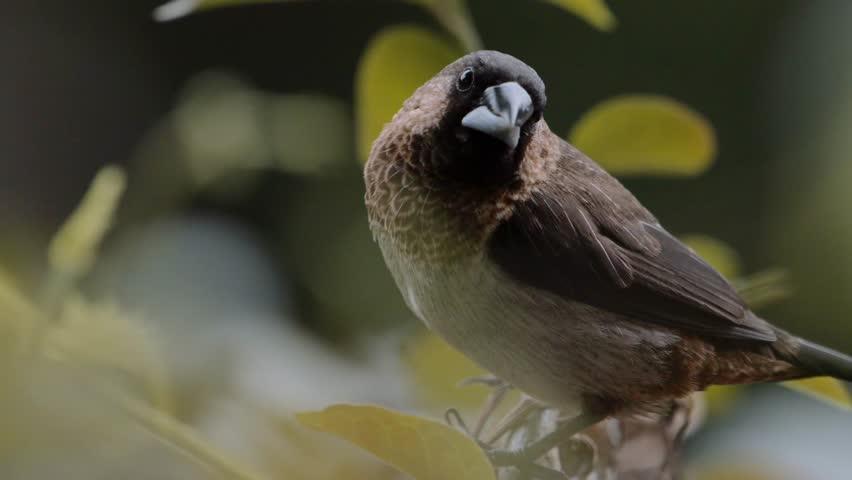Close-up of a white-rumped munia perching briefly among leaves before taking flight. The scene highlights alert behavior and natural movement in a subtropical environment in Hong Kong.