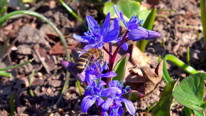 Scilla bifolia, the alpine squill, bees collect nectar and pollen on blue flowers of the bluebell in the forest