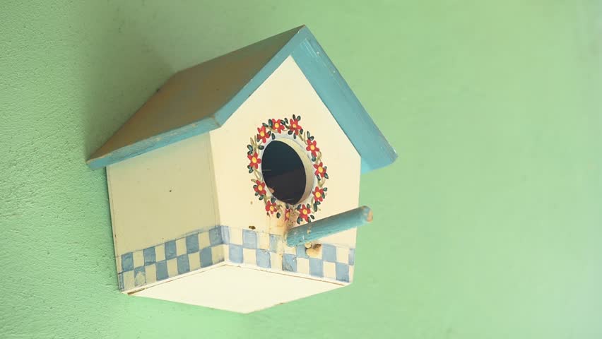 Saffron Finch bird (Sicalis flaveola) feeding its chicks in an artificial nest box