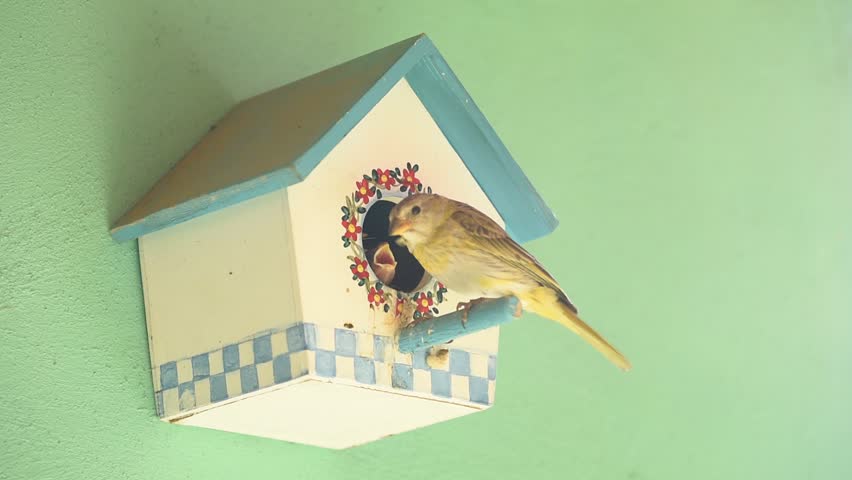 Saffron finch bird (Sicalis flaveola), perched and watching its chicks under an artificial nest box