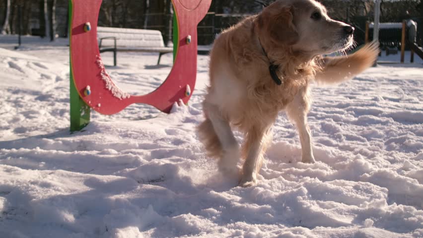 Golden Retriever Dog Playing In Snow With Owner At Dog Park