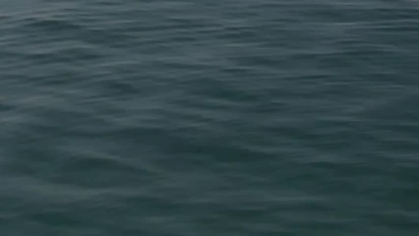 A dark dolphin leaping from the ocean water, splashing near the surface
