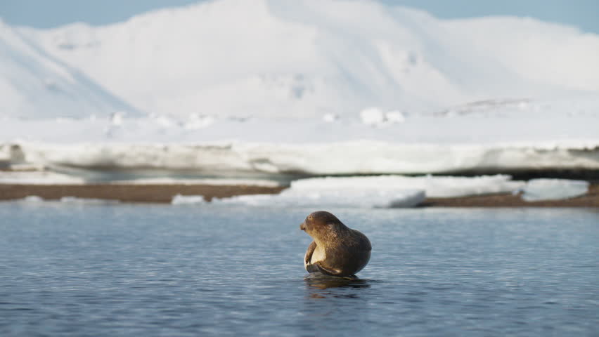 A cute Harbour seal resting on a rock in water under a beautiful sun in arctic Svalbard