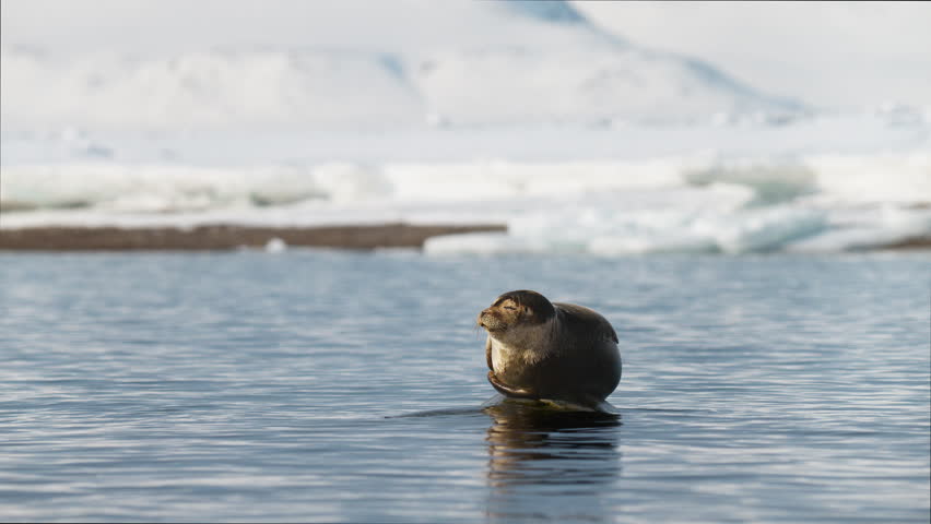 A cute Harbour seal resting on a rock in water under a beautiful sun in arctic Svalbard