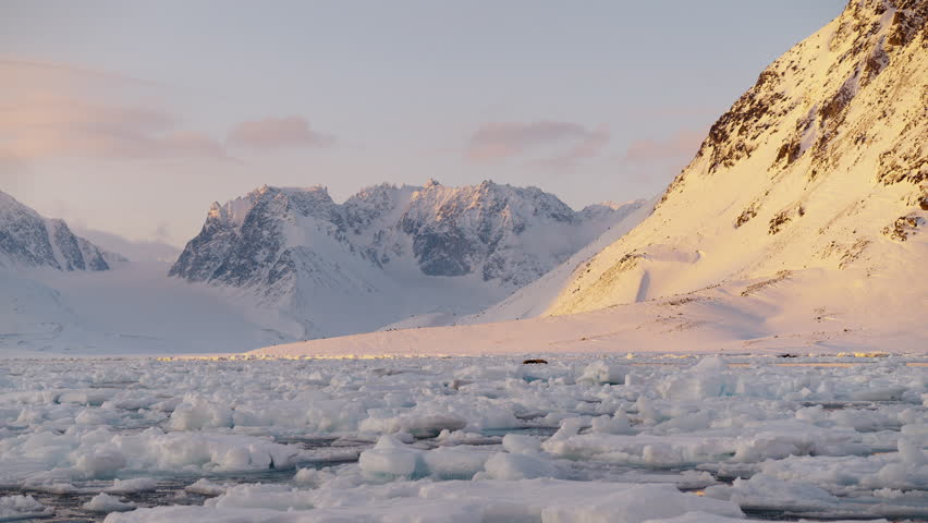 A beutiful arctic landscape under the midnight sun in Svalbard with a group of walruses resting on the drift ice