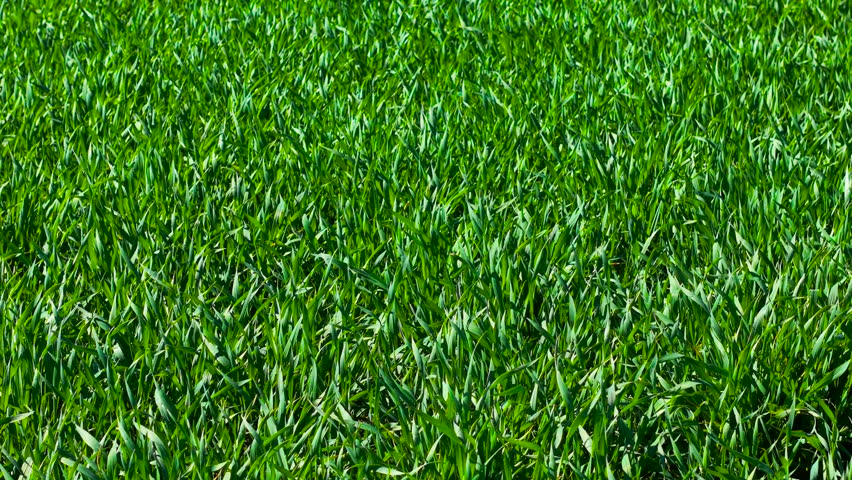Growing wheat field filled with dense green blades under spring sunlight. Young grain plants covering soil while forming rich textured growth. Vibrant cereal crop spreading evenly with fresh shoots
