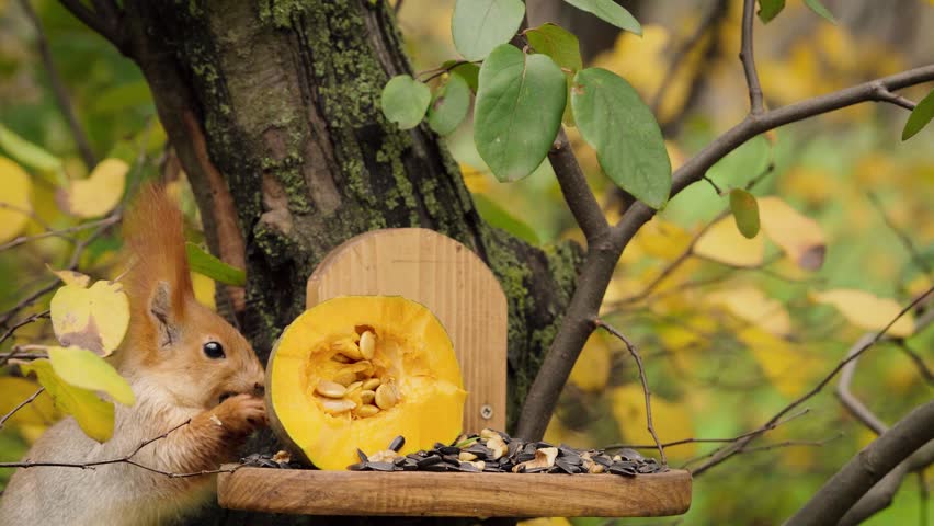 Close up of squirrel eating near feeder while tit bird flies in and takes a nut in autumn forest
