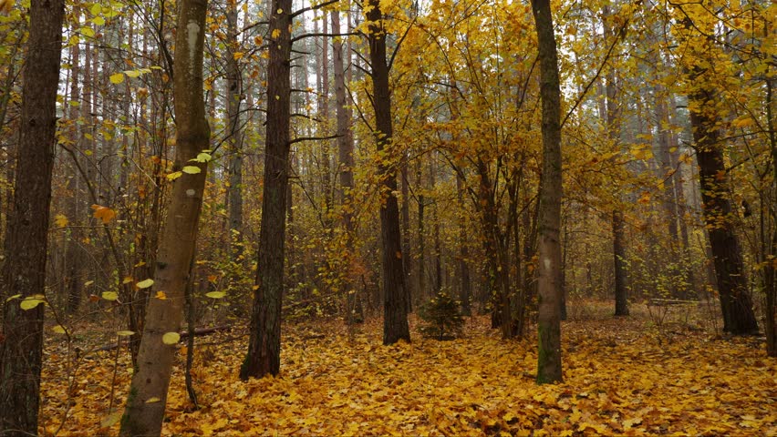 Morning mist in an autumn forest with tall trees and scattered leaves