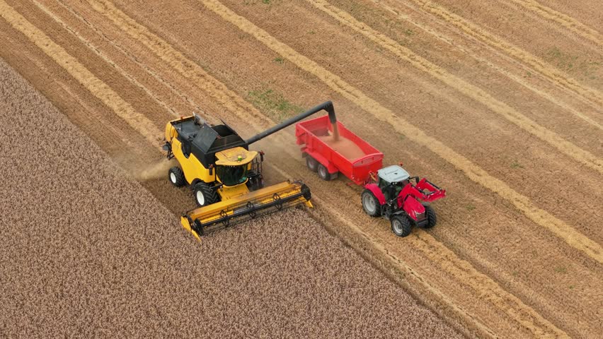 Combine harvesting wheat and unloading grain into tractor trailer. Harvester cutting cereal and transferring crop into farm wagon. Agricultural machine reaping barley and pouring harvest into red cart