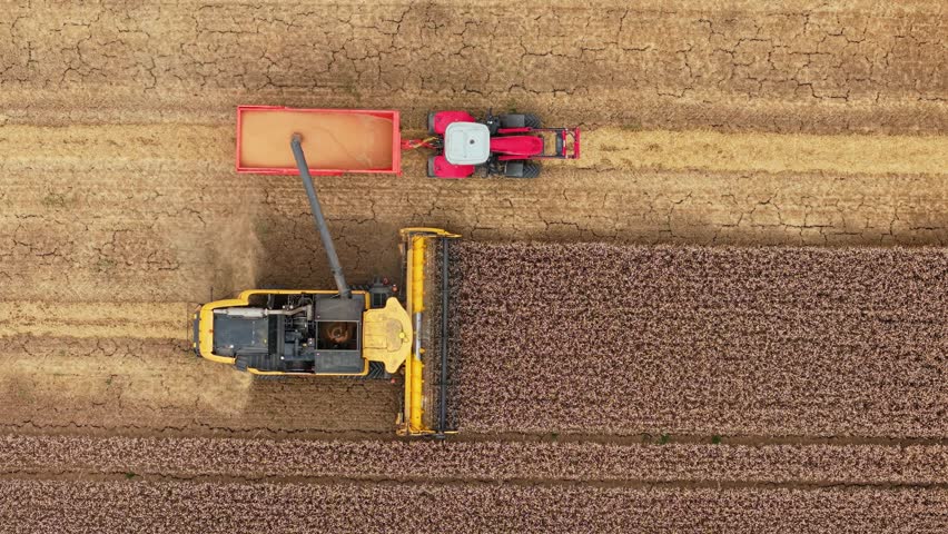 Harvester collecting grain and unloading crop into tractor trailer. Combine reaping wheat and transferring harvest into red wagon. Agricultural harvester cutting cereal and pouring grain into farm