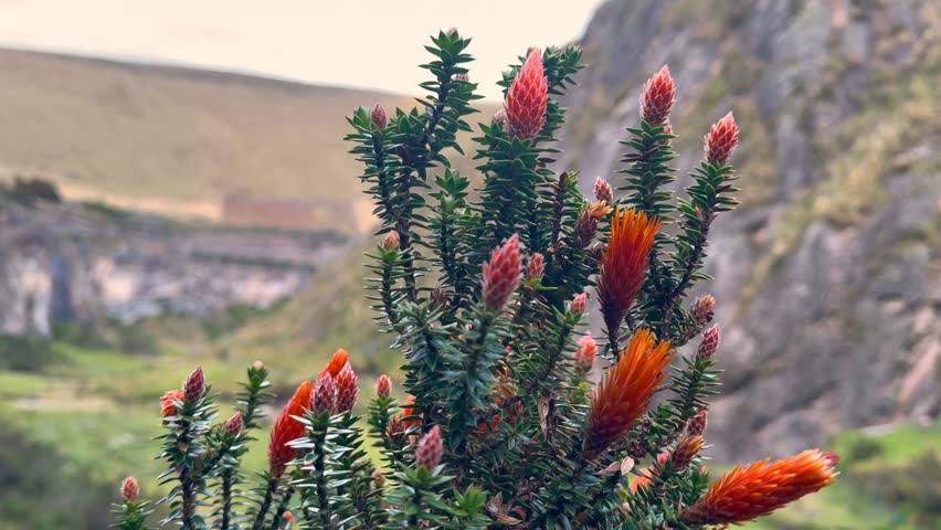 Handheld close-up shot of the Chuquiragua flower (Chuquiraga jussieui), also known as the Flower of the Andes, featuring distinctive orange spiky petals against a blurred mountain background in San Ju