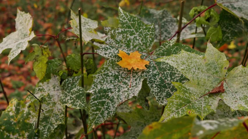 A small yellow maple leaf lies on a large green, spotted maple leaf. Autumn season. Shot in close-up.