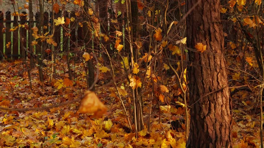 Autumn landscape. Birch trees surrounded by yellow leaves. Shot from a distance.